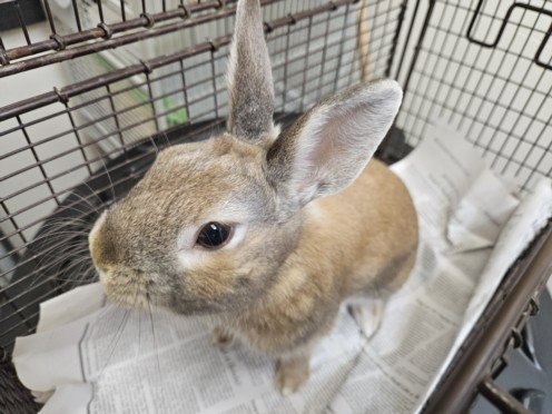 PAPERCLIP - Shorthaired Rabbit available for adoption