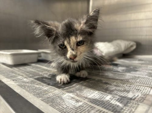 FENDI - Domestic Medium Hair available for adoption