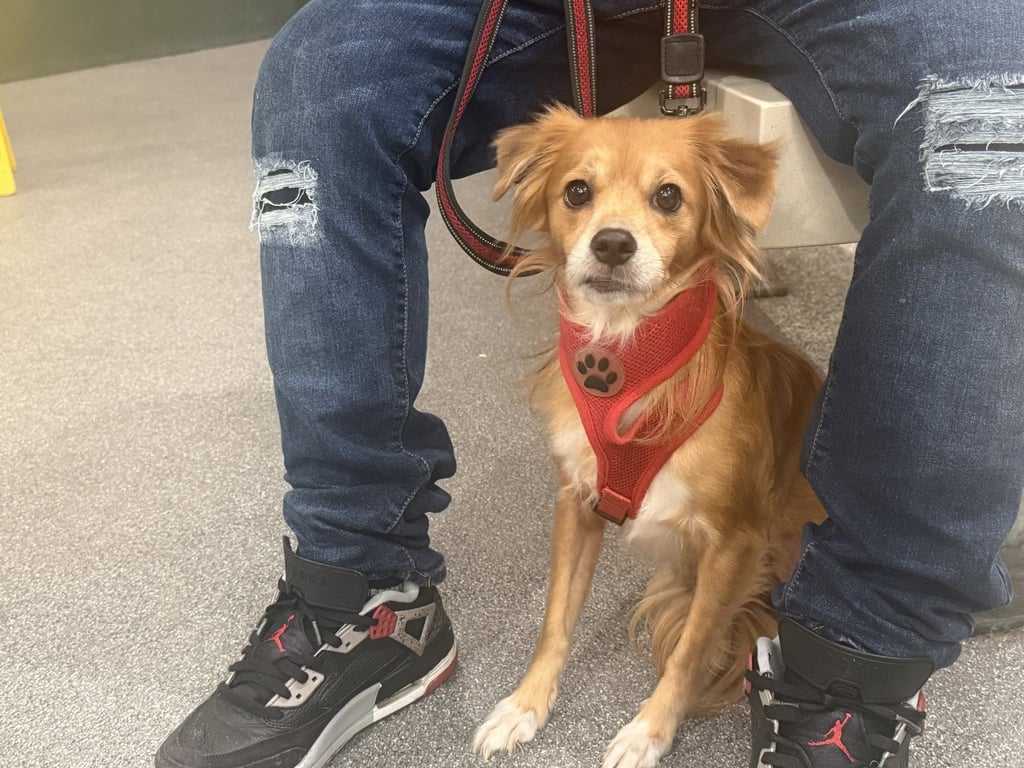 BENJI Image