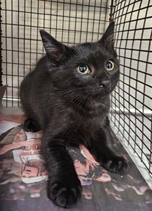 RYAN - Domestic Short Hair available for adoption