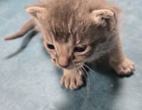 DAVID MEOWIE - Photo 1