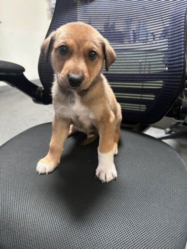 LINO - Pit Bull Terrier available for adoption