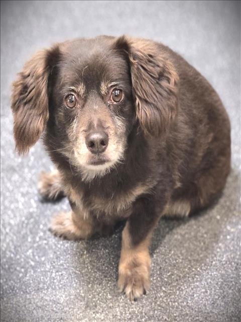 PONCHO - Chihuahua available for adoption