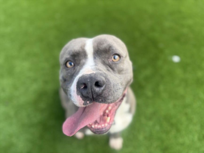 LEO - Pit Bull Terrier available for adoption