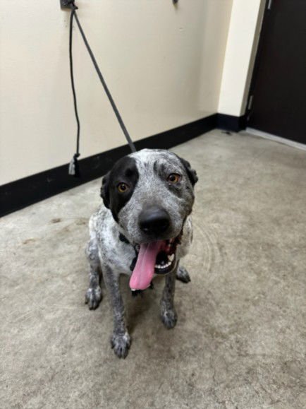 PECAS - Pointer available for adoption