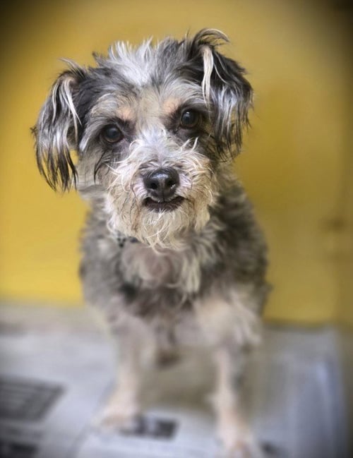 MARTINA - Yorkshire Terrier Yorkie / Chihuahua available for adoption