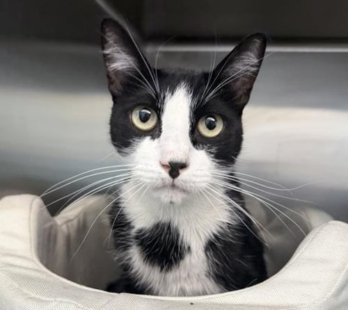 FOOTSIES - Domestic Short Hair for adoption in Los Angeles