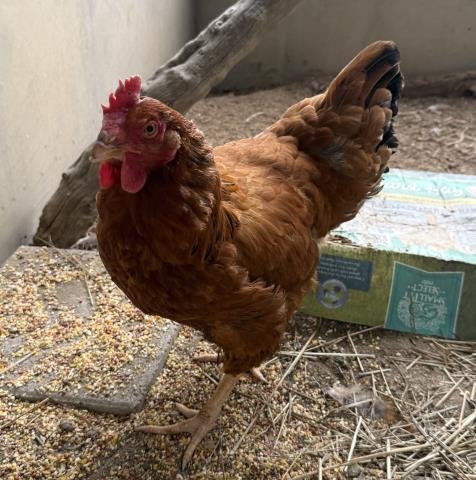 REBECCA - Chicken available for adoption