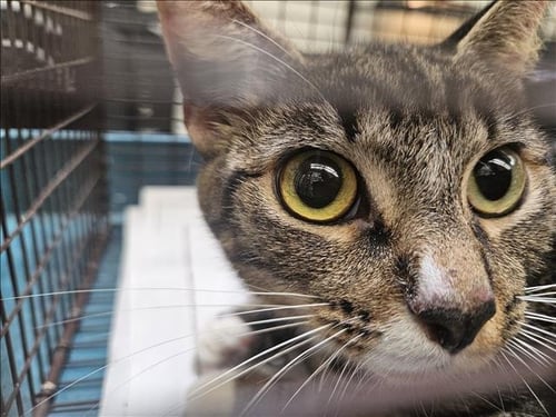 FIFI - Domestic Short Hair available for adoption