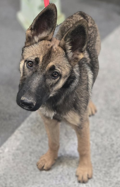 LUNA - German Shepherd Dog available for adoption