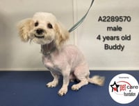 BUDDY - Photo 1