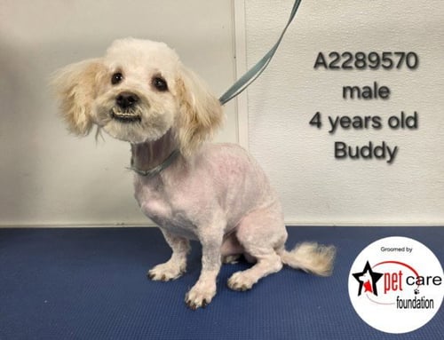 BUDDY - Poodle (Miniature) available for adoption