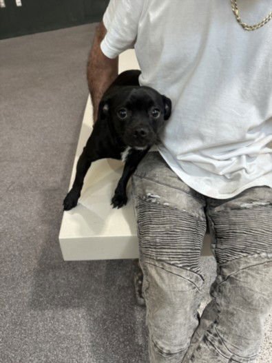 LILY - Chihuahua / Pug available for adoption