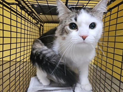 CUPCAKE - Domestic Short Hair available for adoption