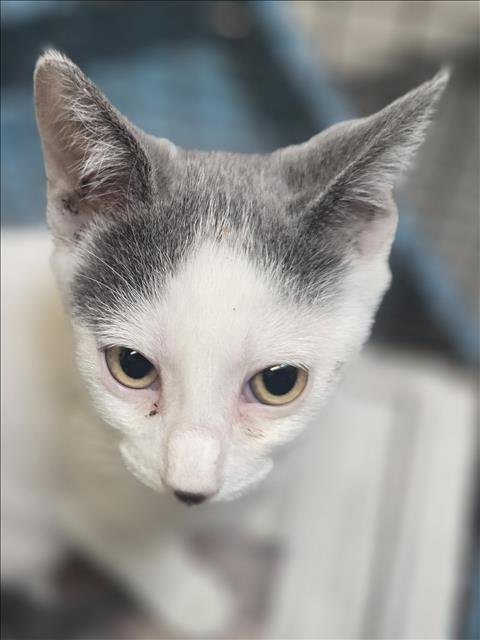 BUTTERCUP - Domestic Short Hair available for adoption