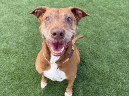 GABBANA - Pit Bull Terrier available for adoption