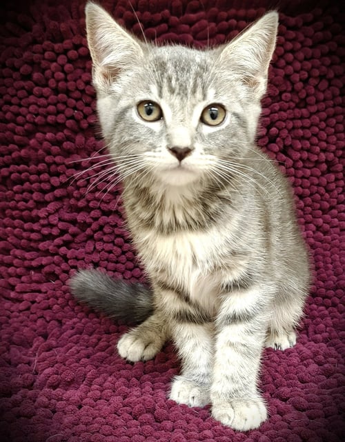 COSMO - Domestic Short Hair available for adoption