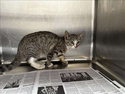 CECE - Domestic Short Hair available for adoption