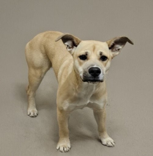 LONDON - German Shepherd Dog available for adoption
