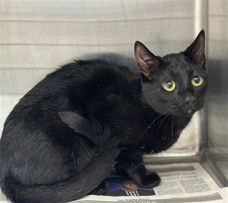 GENISIS - Domestic Short Hair for adoption in Glendale