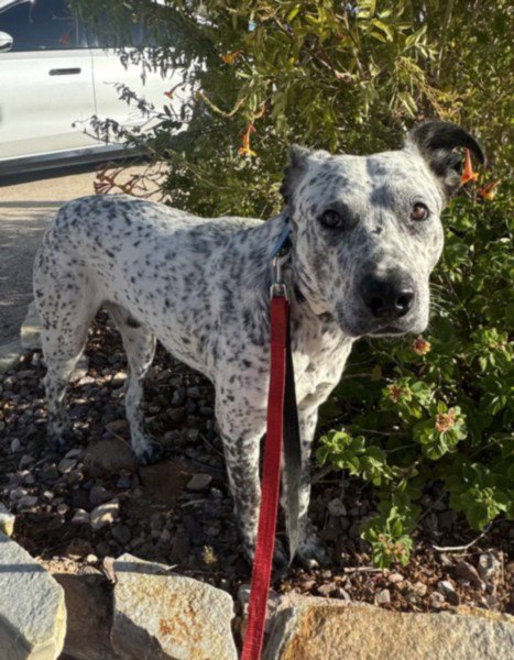 WALLY B - Pit Bull Terrier available for adoption