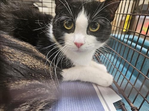 MIFI - Domestic Short Hair available for adoption