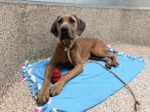 INDIANA - Doberman Pinscher available for adoption