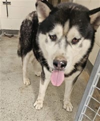 BALTO - Photo 1