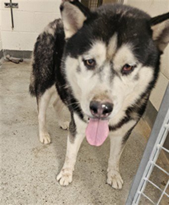 BALTO - Siberian Husky available for adoption