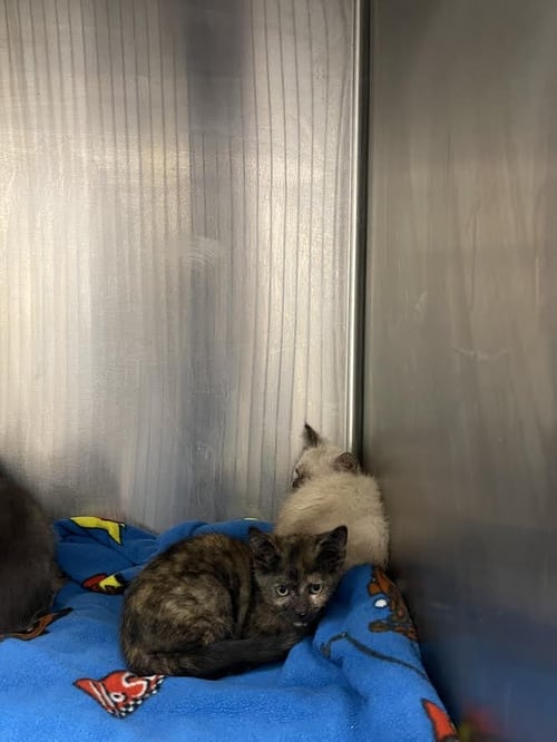 GUCCI - Domestic Short Hair available for adoption