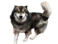 NANOOK - Photo 1