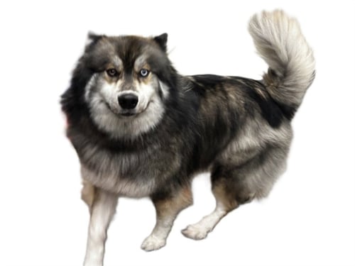 NANOOK - Alaskan Malamute available for adoption