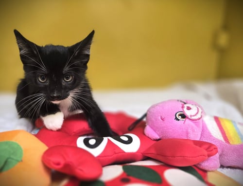 TIKI PUNCH - Domestic Short Hair available for adoption