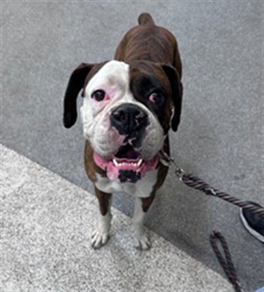FELIX - Boxer available for adoption
