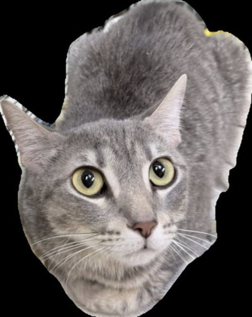 ROSALINDA - Domestic Short Hair available for adoption