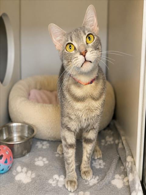 ROSALINDA - Domestic Short Hair for adoption in Los Angeles
