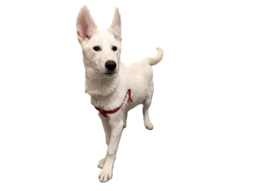 BOLT - Siberian Husky available for adoption