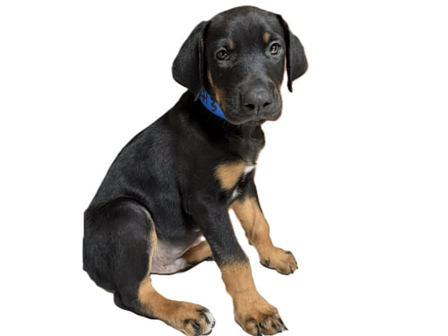 TOMMY - Doberman Pinscher available for adoption