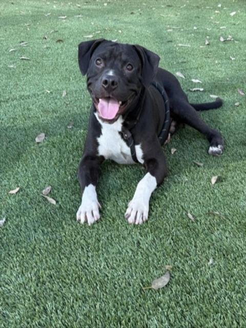 SPIKE LEE - Pit Bull Terrier available for adoption