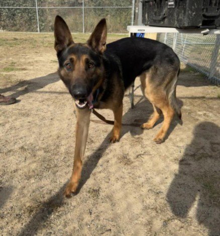 PEQUENO - German Shepherd Dog available for adoption