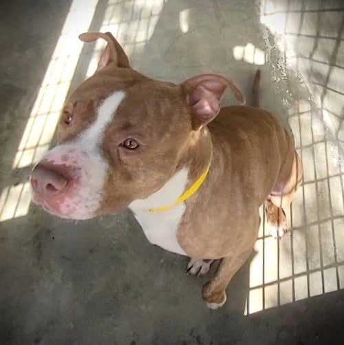 BUSTER BROWN - American Staffordshire Terrier available for adoption