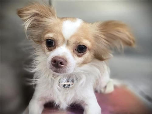 MICHEAL - Chihuahua available for adoption