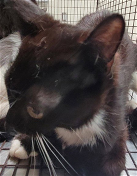 TUX - Domestic Short Hair available for adoption