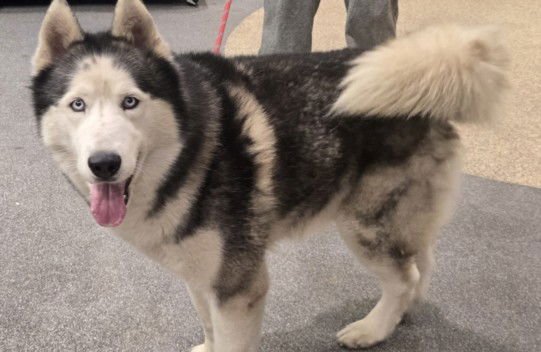BLAKE - Husky available for adoption