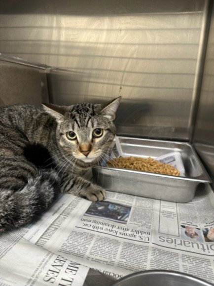 BUDDY - Domestic Short Hair available for adoption