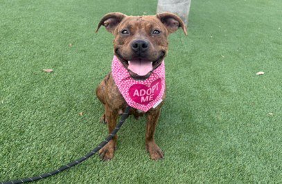 MARIE - Pit Bull Terrier available for adoption