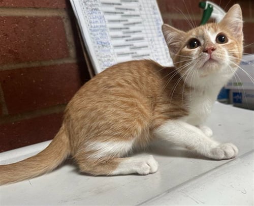 SUMMER - Domestic Short Hair available for adoption