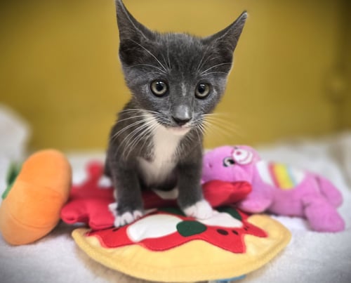 PISTACHIO - Domestic Short Hair available for adoption