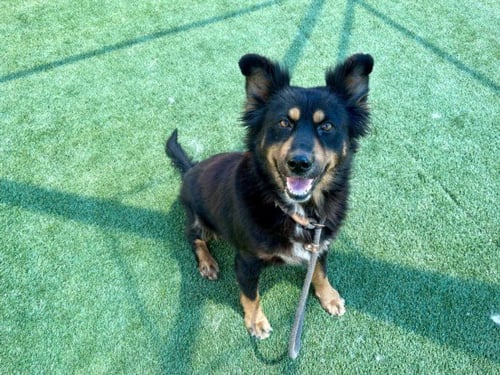 ISABEL - German Shepherd Dog available for adoption