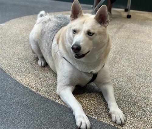 IGLOO - German Shepherd Dog for adoption in Los Angeles